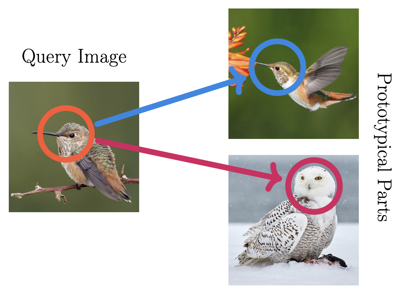 Prototypical Part Networks